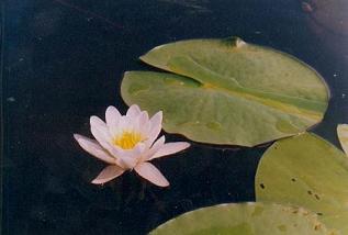 фотография озерной лилии